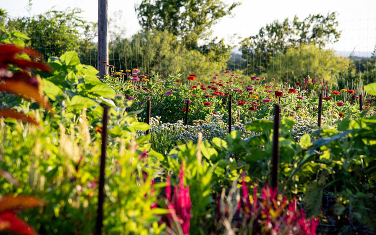 Flores silvestres en un campo alto y verde.